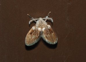 A drain fly (Psychodidae), or moth fly, sits stationary on a brown surface.