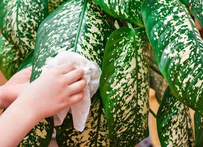 Dusting Tips Clean Plants