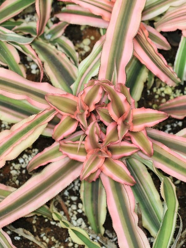 Plants You Can Grow Successfully in the Shower: Earth Stars (Cryptanthus spp.)