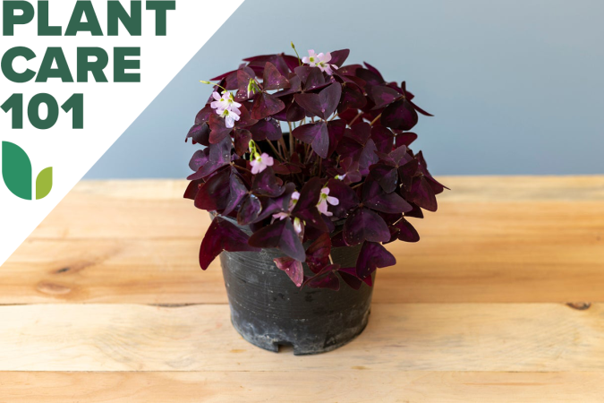 This Shamrock Plant Care Routine Will Reward You With Summer Blooms Indoors