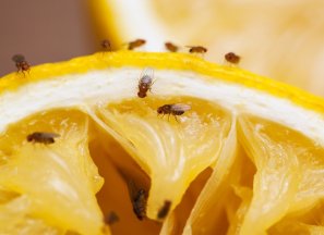 A dozen fruit flies (Drosophila melanogaster) are gathered on the rind and flesh of a cut and squeezed orange.