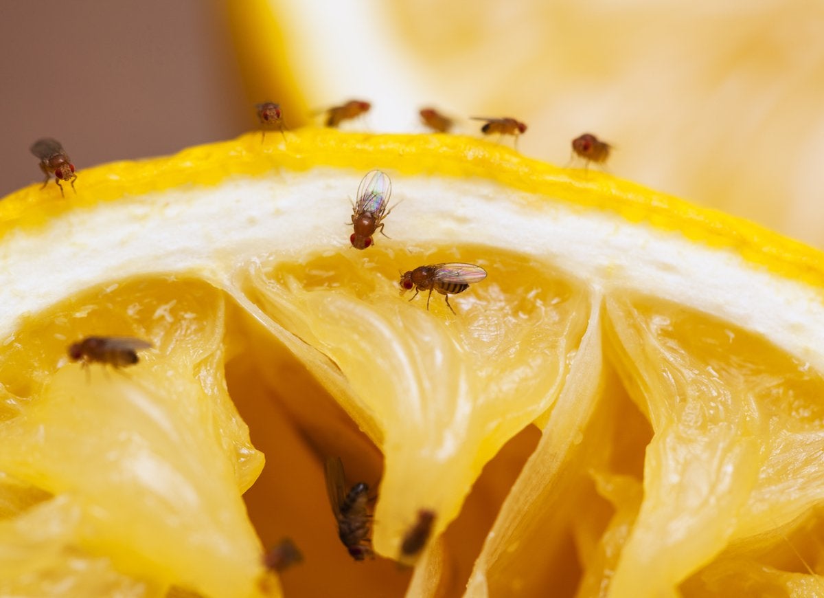 A dozen fruit flies (Drosophila melanogaster) are gathered on the rind and flesh of a cut and squeezed orange.
