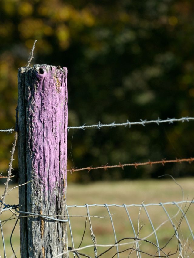 Purple Fence Meaning Bob Vila