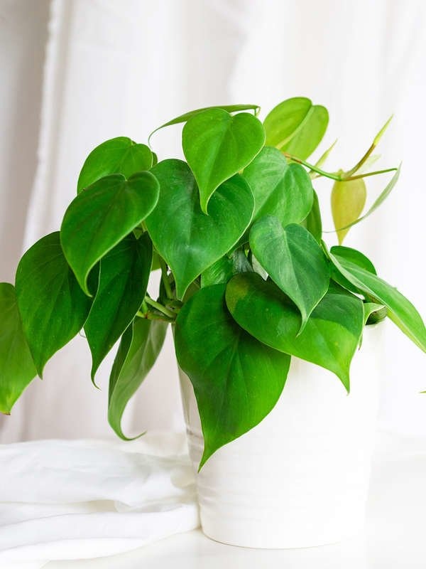 Plants You Can Grow Successfully in the Shower: Heartleaf Philodendron (Philodendron scandens)