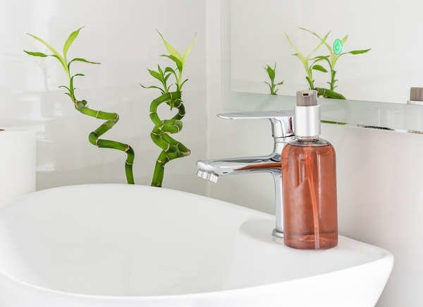 Plants You Can Grow Successfully in the Shower: Lucky Bamboo (Dracaena sanderiana)