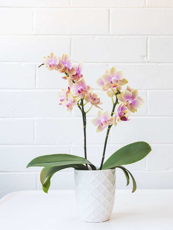 Plants You Can Grow Successfully in the Shower: Moth Orchids (Phalaenopsis spp.)