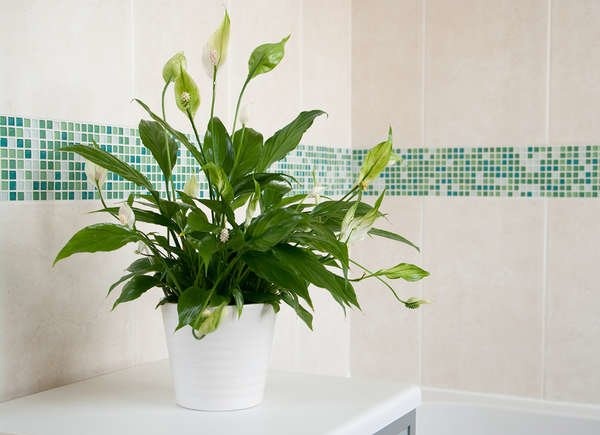 Plants You Can Grow Successfully in the Shower: Peace Lily (Spathiphyllum spp.)