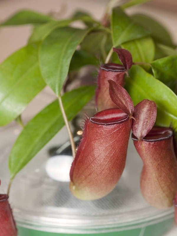 Plants You Can Grow Successfully in the Shower: Pitcher Plant (Nepenthes spp.)