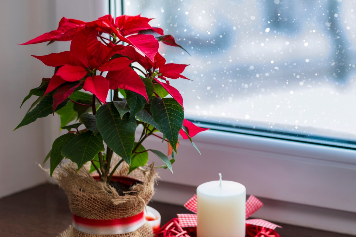 Potted poinsettia in bloom on a window sill in winter