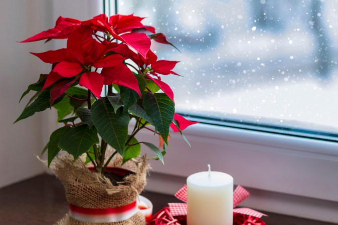 11 Christmas Plants That Will Enliven Your Holiday Decor