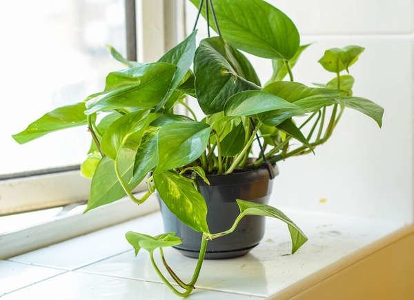 Plants You Can Grow Successfully in the Shower: Pothos (Epipremnum aureum)