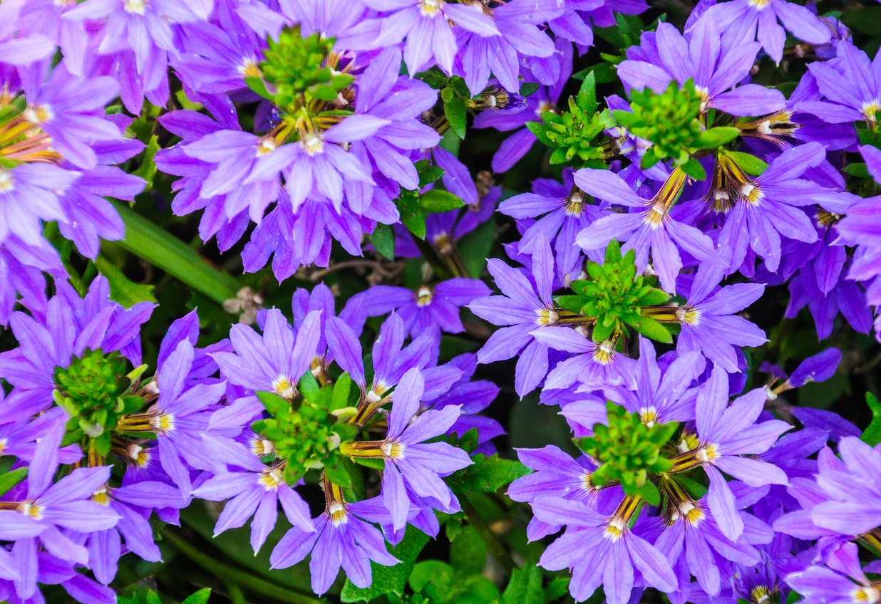 Closeup of annual Scaevola flowers
