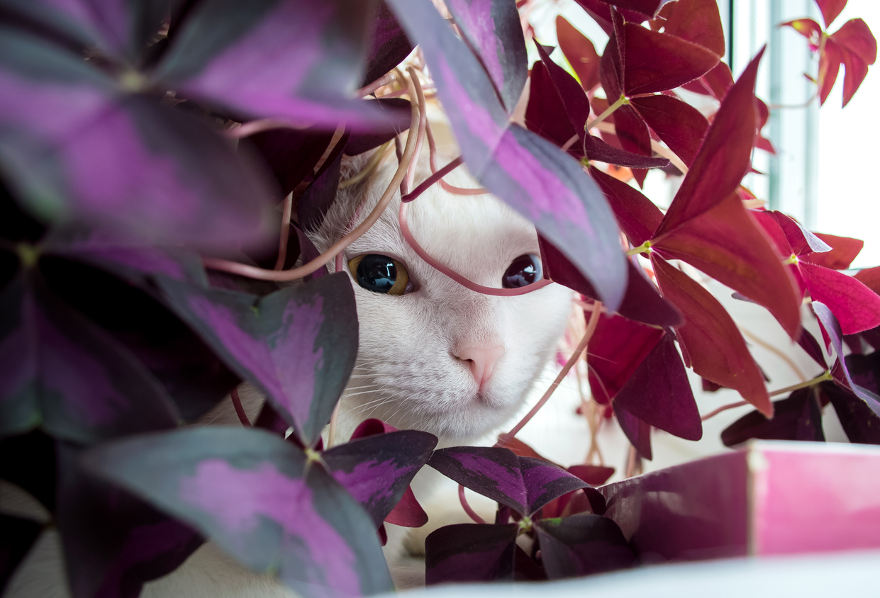White housecat hiding behind purple shamrock plant leaves