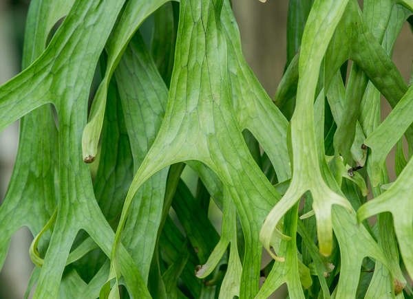 Plants You Can Grow Successfully in the Shower: Staghorn Fern (Platycerium bifurcatum)