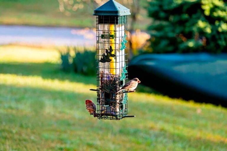 The Best Lawn and Garden Product Option Brome Squirrel Solution200 Squirrel-Proof Bird Feeder
