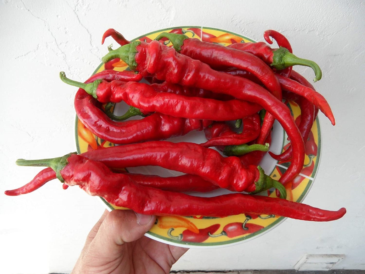 types-of-peppers - red gorria peppers on plate