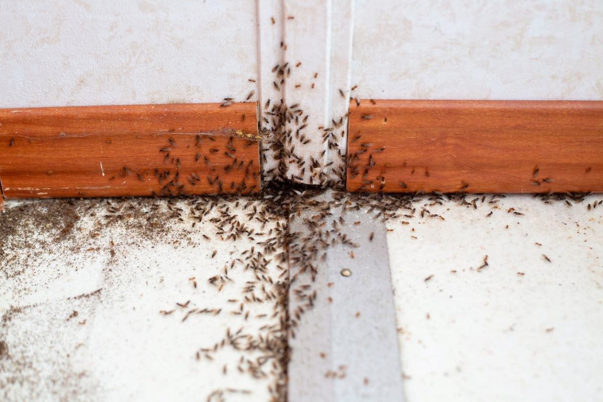 How to Gt Rid of Bugs in House