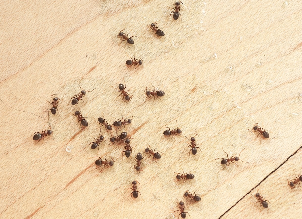 ants-in-home