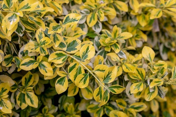 Best Trees for Privacy: Euonymus