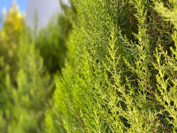 Best Trees for Privacy: Cypress