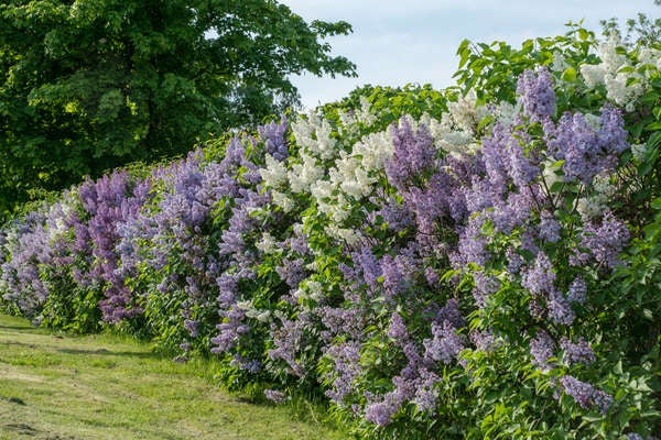 Best Trees for Privacy: Lilac