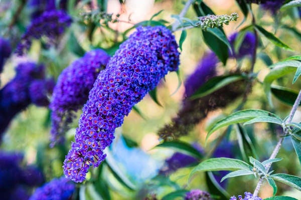 Best Trees for Privacy: Butterfly Bush