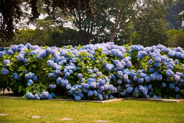 Best Trees for Privacy: Hydrangea