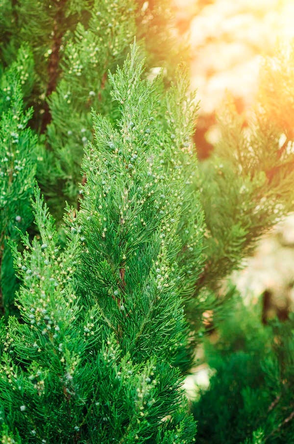 Best Trees for Privacy: Juniper
