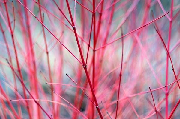 Best Trees for Privacy: Red Twig Dogwood