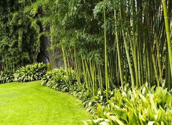 Best Trees for Privacy: Bamboo