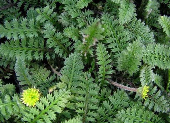 brass buttons ground cover