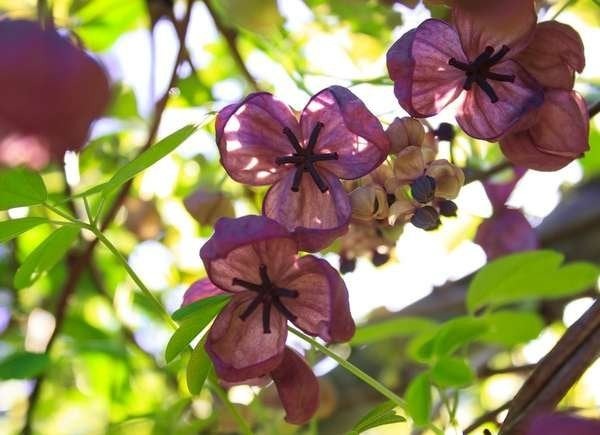 Best Trees for Privacy: Chocolate Vine