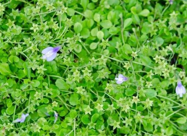 Plants To Use As Lawn And Garden Borders: Creeping Mazus