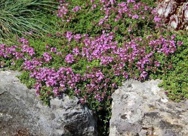 Plants To Use As Lawn And Garden Borders: Creeping Thyme