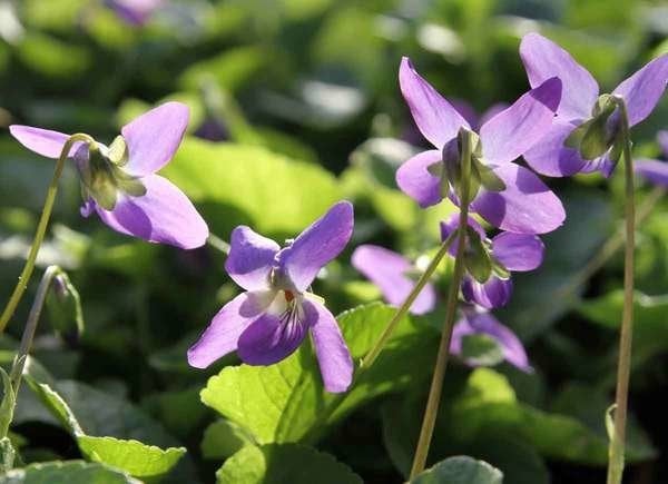 Plants To Use As Lawn And Garden Borders: Garden Violet