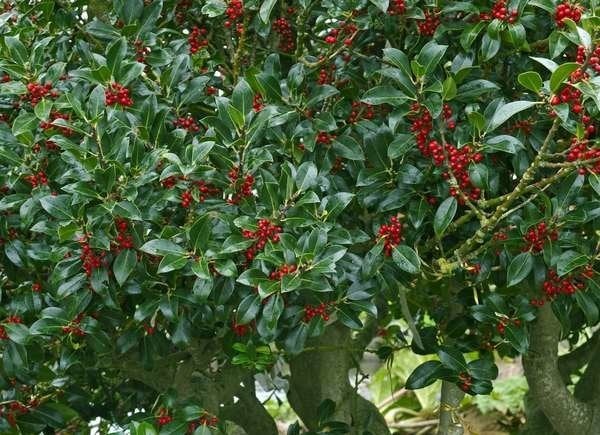 Best Trees for Privacy: Holly