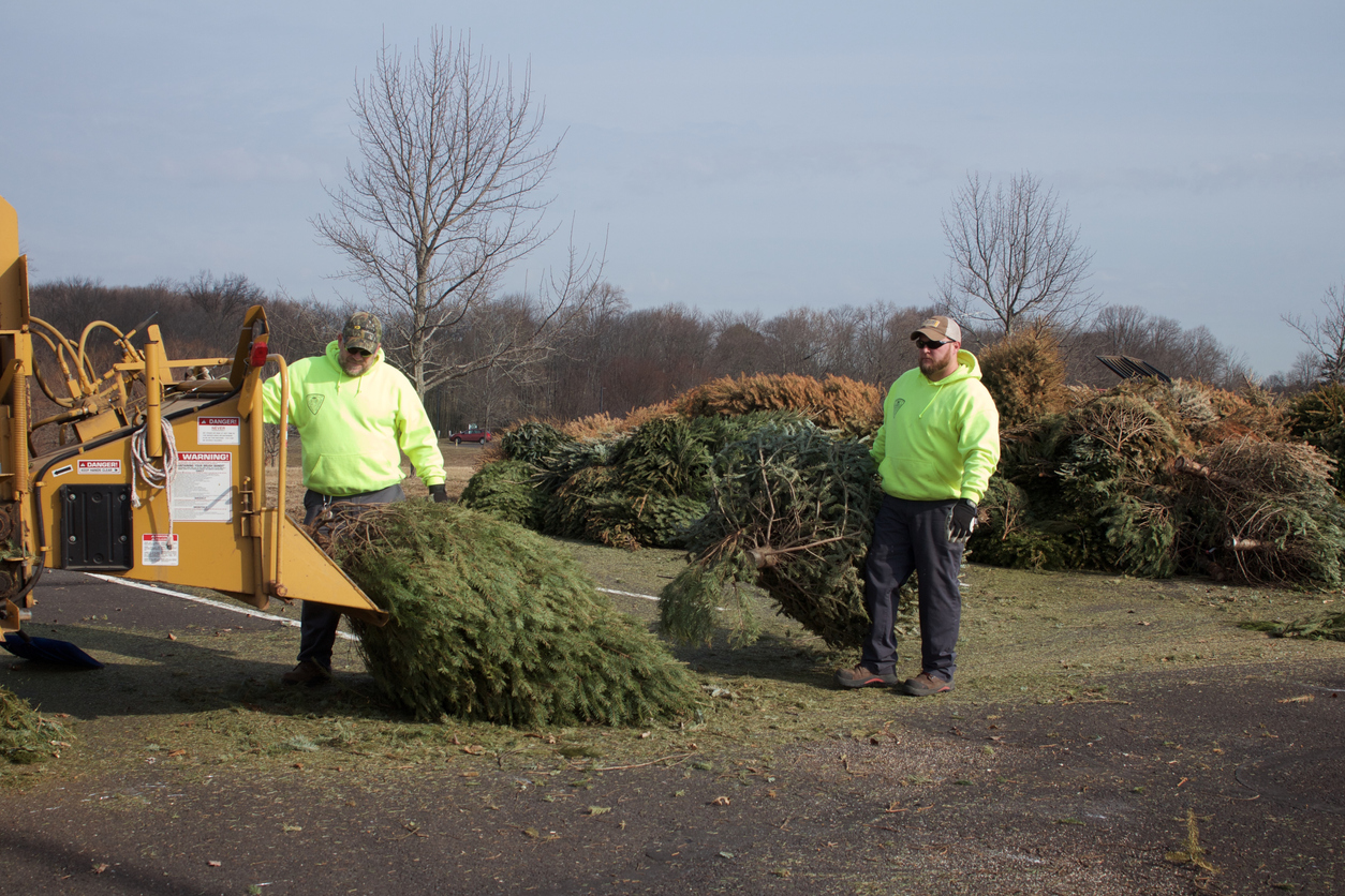 iStock-1128280107 Christmas tree care recycling Christmas trees with ulcher