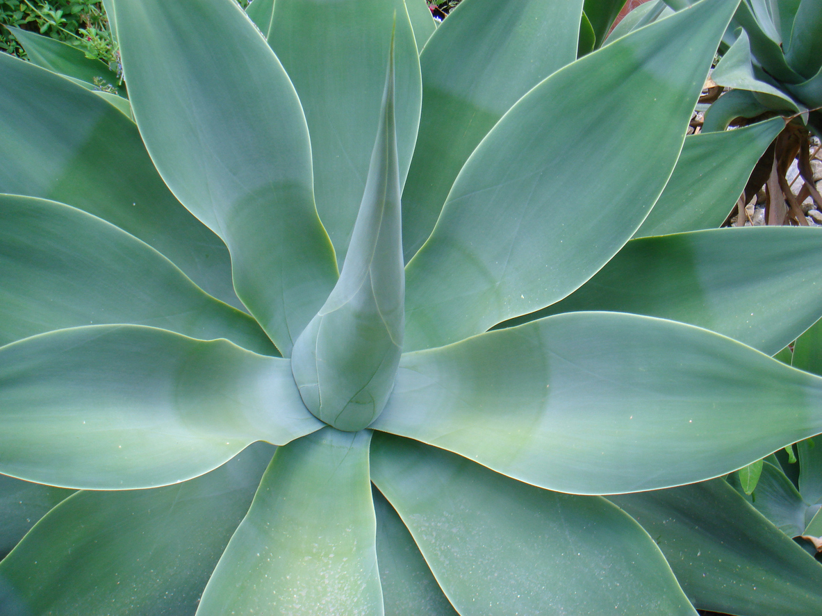 agave plant care foxtail agave close up in garden
