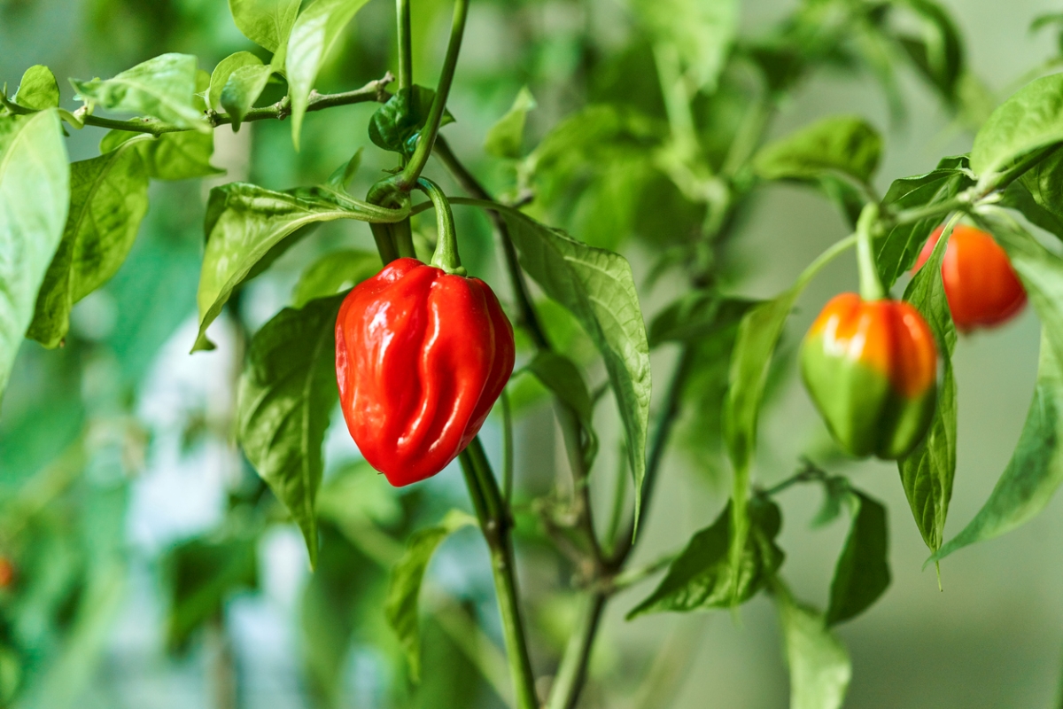 types of peppers - habanero pepper plant