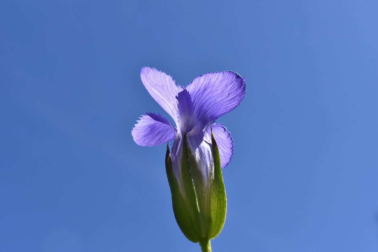 types of wildflowers fringed gentian
