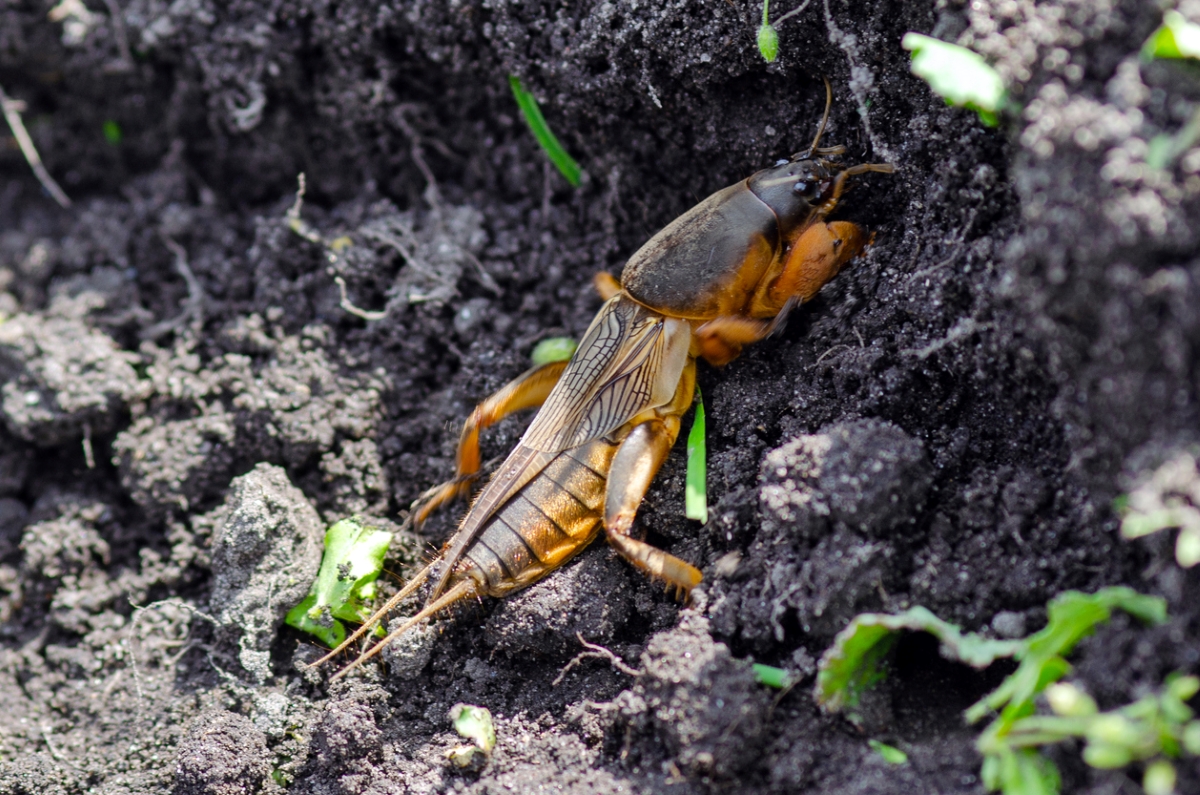 how to get rid of mole crickets - bug climbing soil