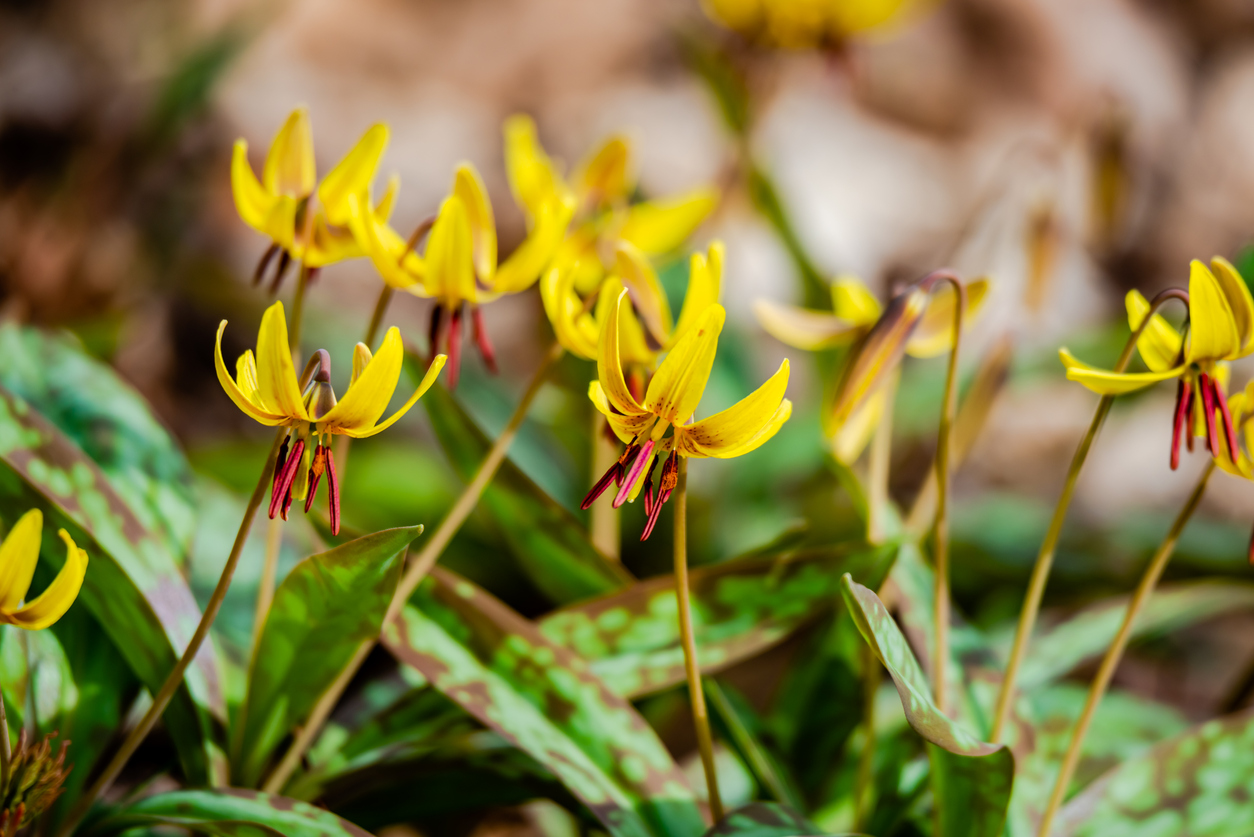 Dogtooth Violet (Erythronium americanum) growing in a group.