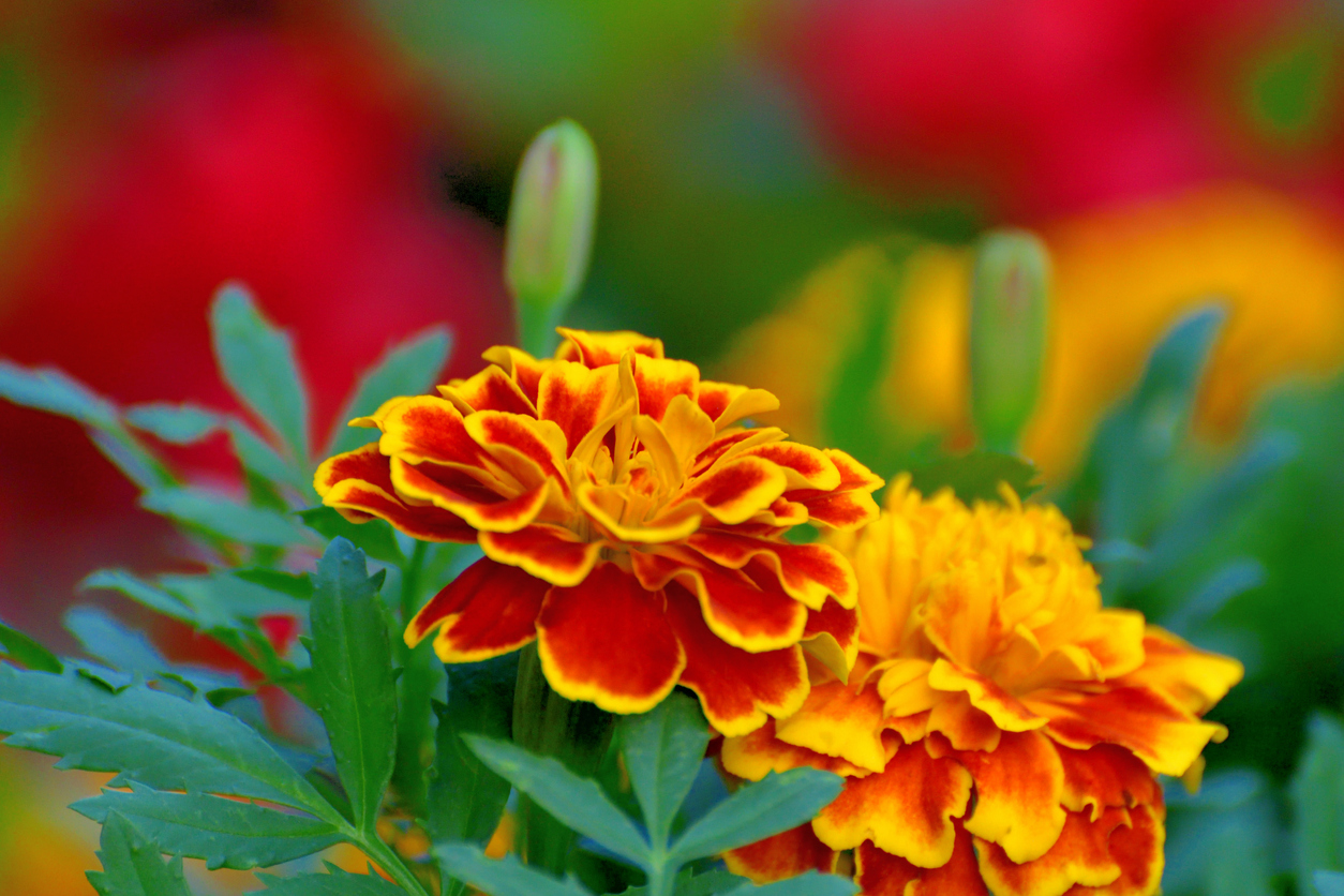 iStock-1260194057 annual flowers marigolds.jpg