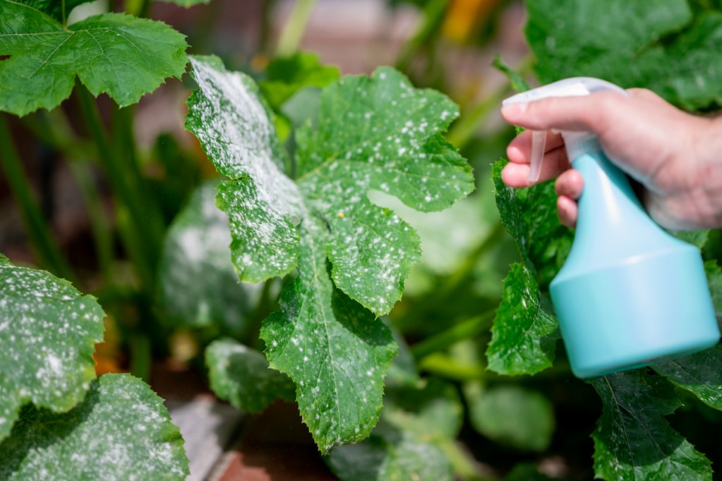 How to Prevent and Treat Powdery Mildew on Plants - Bob Vila