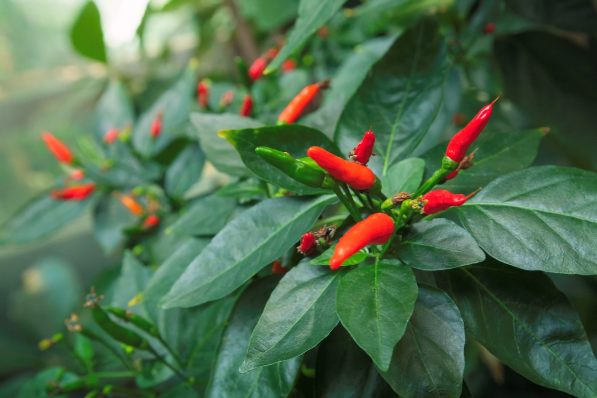 types of peppers - tabasco pepper plant