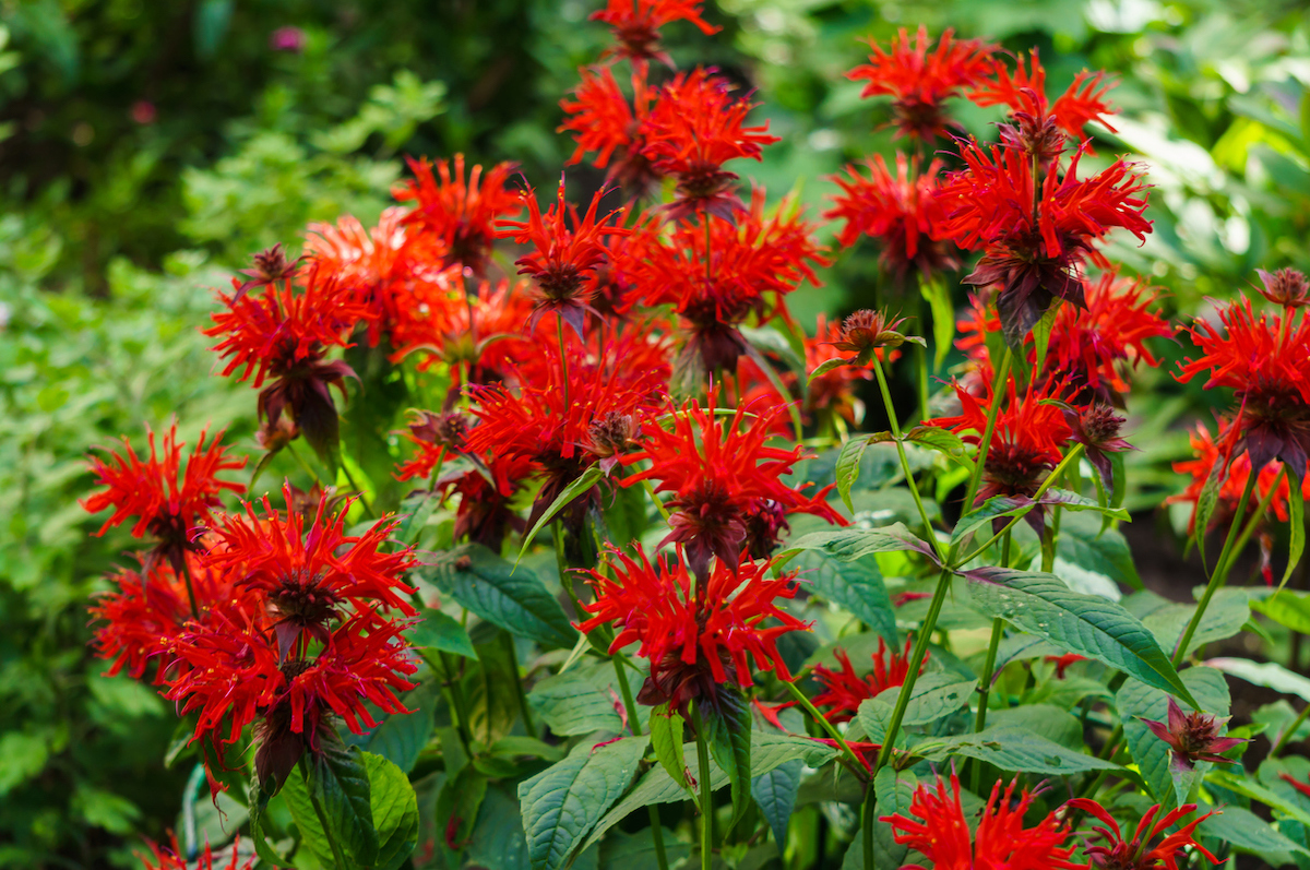 types of wildflowers - bee balm