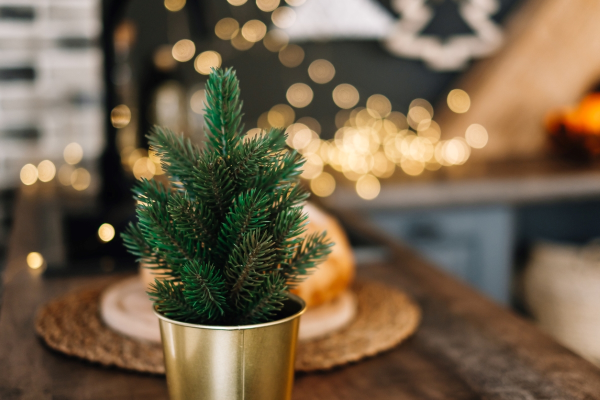 Christmas plants - small potted conifer tree