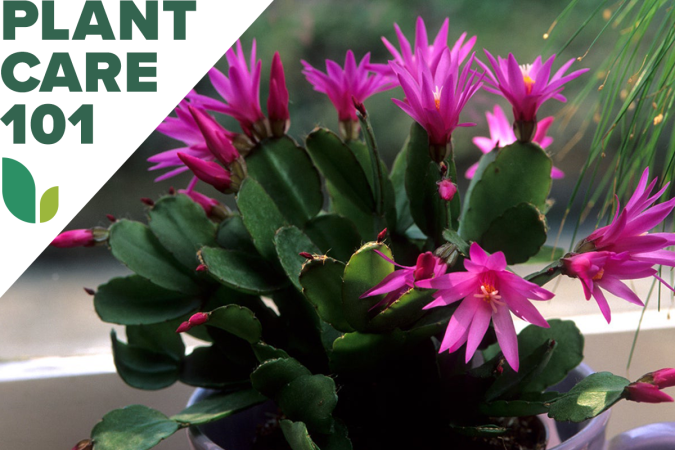 Easter Cactus Care: How to Get Your Holiday Succulent to Flower Each Year