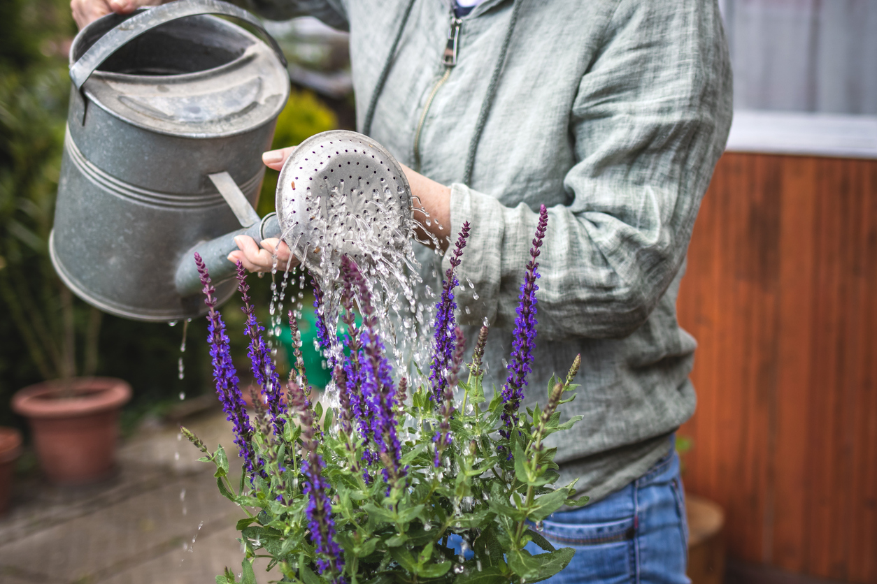 salvia care woman watering potted salvia plant outside with watering can
