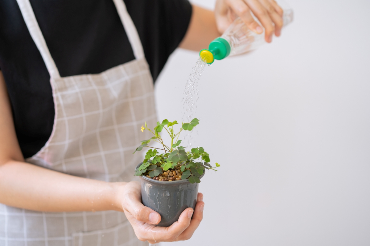 shamrock plant care - watering potted plant
